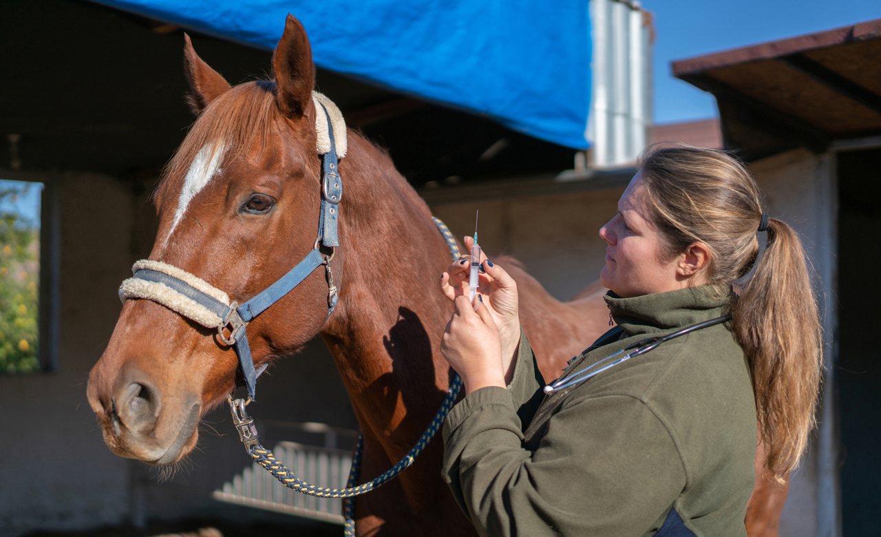 Veterinarian administering an injection to a horse.