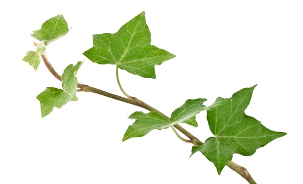 Ivy leaf for cough relief